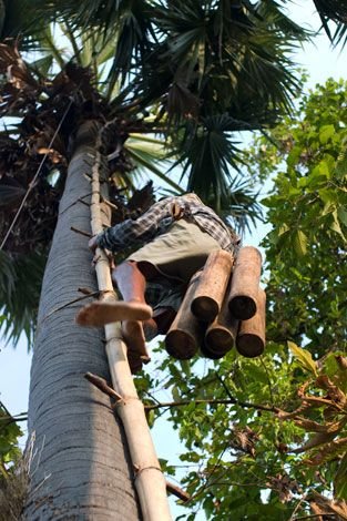 Palm sugar processing